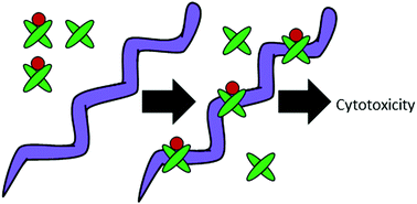 Graphical abstract: Antimicrobial action of calprotectin that does not involve metal withholding