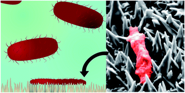 Graphical abstract: Multi-directional electrodeposited gold nanospikes for antibacterial surface applications