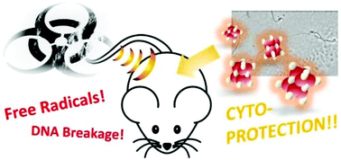 Graphical abstract: Engineered nanoceria cytoprotection in vivo: mitigation of reactive oxygen species and double-stranded DNA breakage due to radiation exposure