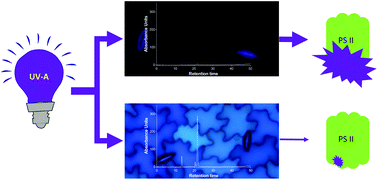 Graphical abstract: Hydroxycinnamic acids in sunflower leaves serve as UV-A screening pigments