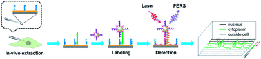 Graphical abstract: Probing cytoplasmic and nuclear microRNAs in single living cells via plasmonic affinity sandwich assay