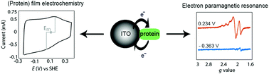 Graphical abstract: Protein film electrochemical EPR spectroscopy as a technique to investigate redox reactions in biomolecules