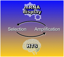 Graphical abstract: High throughput sequencing of in vitro selections of mRNA-displayed peptides: data analysis and applications