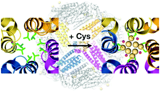 Graphical abstract: Coordination design of cadmium ions at the 4-fold axis channel of the apo-ferritin cage