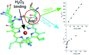 Graphical abstract: A subtle structural change in the distal haem pocket has a remarkable effect on tuning hydrogen peroxide reactivity in dye decolourising peroxidases from Streptomyces lividans