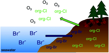 Graphical abstract: Impact of bromide exposure on natural organochlorine loss from coastal wetland soils in the Winyah Bay, South Carolina