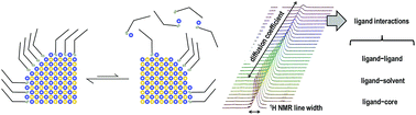 Graphical abstract: The dynamic surface chemistry of colloidal metal chalcogenide quantum dots