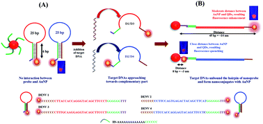 Graphical abstract: The detection and identification of dengue virus serotypes with quantum dot and AuNP regulated localized surface plasmon resonance