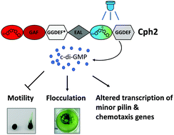 Graphical abstract: The cyanobacterial phytochrome 2 regulates the expression of motility-related genes through the second messenger cyclic di-GMP