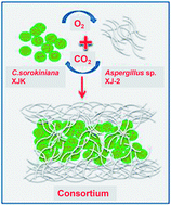 Graphical abstract: Decolorization and degradation analysis of Disperse Red 3B by a consortium of the fungus Aspergillus sp. XJ-2 and the microalgae Chlorella sorokiniana XJK