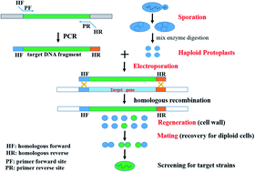 Graphical abstract: Enhanced ethanol production from sugarcane molasses by industrially engineered Saccharomyces cerevisiae via replacement of the PHO4 gene