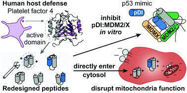 Graphical abstract: Cyclic peptide scaffold with ability to stabilize and deliver a helical cell-impermeable cargo across membranes of cultured cancer cells