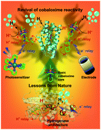 Graphical abstract: The odyssey of cobaloximes for catalytic H2 production and their recent revival with enzyme-inspired design