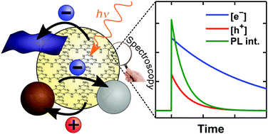 Graphical abstract: Experimental determination of charge carrier dynamics in carbon nitride heterojunctions