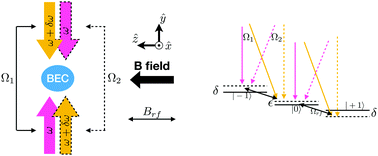 Graphical abstract: Spin-momentum entanglement in a Bose–Einstein condensate