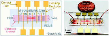 Graphical abstract: Microfluidic electrical impedance assessment of red blood cell-mediated microvascular occlusion