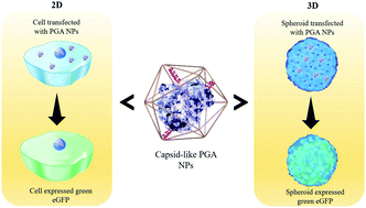 Graphical abstract: Capsid-like biodegradable poly-glycolic acid nanoparticles for a long-time release of nucleic acid molecules