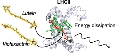 Graphical abstract: The robustness of the terminal emitter site in major LHCII complexes controls xanthophyll function during photoprotection