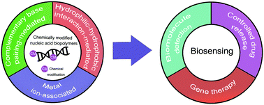 Graphical abstract: Chemically modified nucleic acid biopolymers used in biosensing