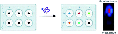 Graphical abstract: Identification of a covalent binder to the oncoprotein gankyrin using a NIR-Based OBOC screening method