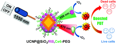 Graphical abstract: 1550 nm excitation-responsive upconversion nanoparticles to establish dual-photodynamic therapy against pancreatic tumors