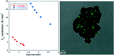 Graphical abstract: Nucleation behaviour of racemic and enantiopure histidine