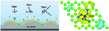 Graphical abstract: A Lewis acidity adjustable organic ammonium cation derived robust protecting shield for stable aqueous zinc-ion batteries by inhibiting the tip effect