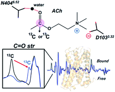 Graphical abstract: Vibrational analysis of acetylcholine binding to the M2 receptor