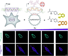 Graphical abstract: Light-guided intrabodies for on-demand in situ target recognition in human cells