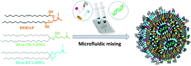 Graphical abstract: In vivo delivery of plasmid DNA by lipid nanoparticles: the influence of ionizable cationic lipids on organ-selective gene expression