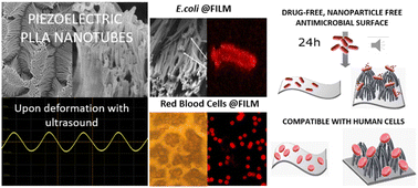 Graphical abstract: Antimicrobial activity of piezoelectric polymer: piezoelectricity as the reason for damaging bacterial membrane