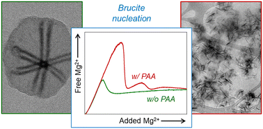 Graphical abstract: New insights into the nucleation of magnesium hydroxide and the influence of poly(acrylic acid) during the early stages of Mg(OH)2 crystallisation