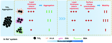 Graphical abstract: Coupled impact of proteins with different molecular weights and surface charges on TiO2 mobility