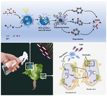 Graphical abstract: Light-nutrition coupling effect of degradable fluorescent carbon dots on lettuce