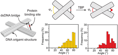 Graphical abstract: A DNA origami-based device for investigating DNA bending proteins by transmission electron microscopy