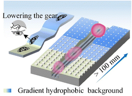 Graphical abstract: Achieving ultralong directional liquid transportation spontaneously with a high velocity