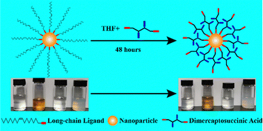 Graphical abstract: A general method for endowing hydrophobic nanoparticles with water dispersion abilities