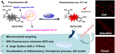 Graphical abstract: A large Stokes shift NIR fluorescent probe for visual monitoring of mitochondrial peroxynitrite during inflammation and ferroptosis and in an Alzheimer's disease model