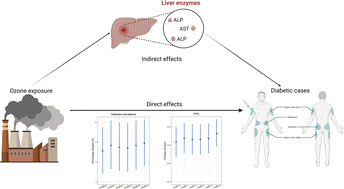 Graphical abstract: The role of liver enzymes in the association between ozone exposure and diabetes risk: a cross-sectional study of Zhuang adults in China