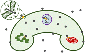 Graphical abstract: Predicting the phytotoxic mechanism of action of LiCoO2 nanomaterials using a novel multiplexed algal cytological imaging (MACI) assay and machine learning