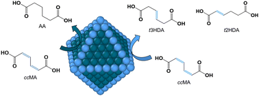 Graphical abstract: Structure sensitivity of the electrochemical hydrogenation of cis,cis-muconic acid to hexenedioic acid and adipic acid