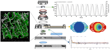 Graphical abstract: A microphysiological system for studying human bone biology under simultaneous control of oxygen tension and mechanical loading