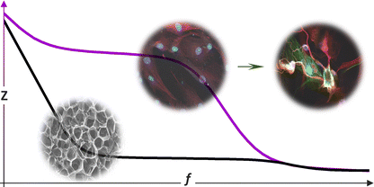 Graphical abstract: 3D organic bioelectronics for electrical monitoring of human adult stem cells