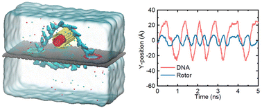 Graphical abstract: Precise control of CNT-DNA assembled nanomotor using oppositely charged dual nanopores