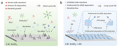 Graphical abstract: Inducing preferential growth of the Zn (002) plane by using a multifunctional chelator for achieving highly reversible Zn anodes