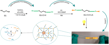 Graphical abstract: Lipoic acid-based vitrimer-like elastomer