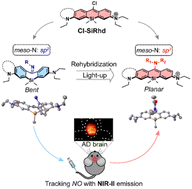 Graphical abstract: Bent-to-planar Si-rhodamines: a distinct rehybridization lights up NIR-II fluorescence for tracking nitric oxide in the Alzheimer's disease brain