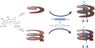 Graphical abstract: High-affinity single and double helical pseudofoldaxanes with cationic guests