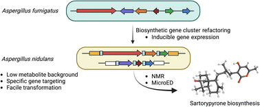 Graphical abstract: A heterologous expression platform in Aspergillus nidulans for the elucidation of cryptic secondary metabolism biosynthetic gene clusters: discovery of the Aspergillus fumigatus sartorypyrone biosynthetic pathway