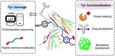 Graphical abstract: Recent developments in the cleavage, functionalization, and conjugation of proteins and peptides at tyrosine residues